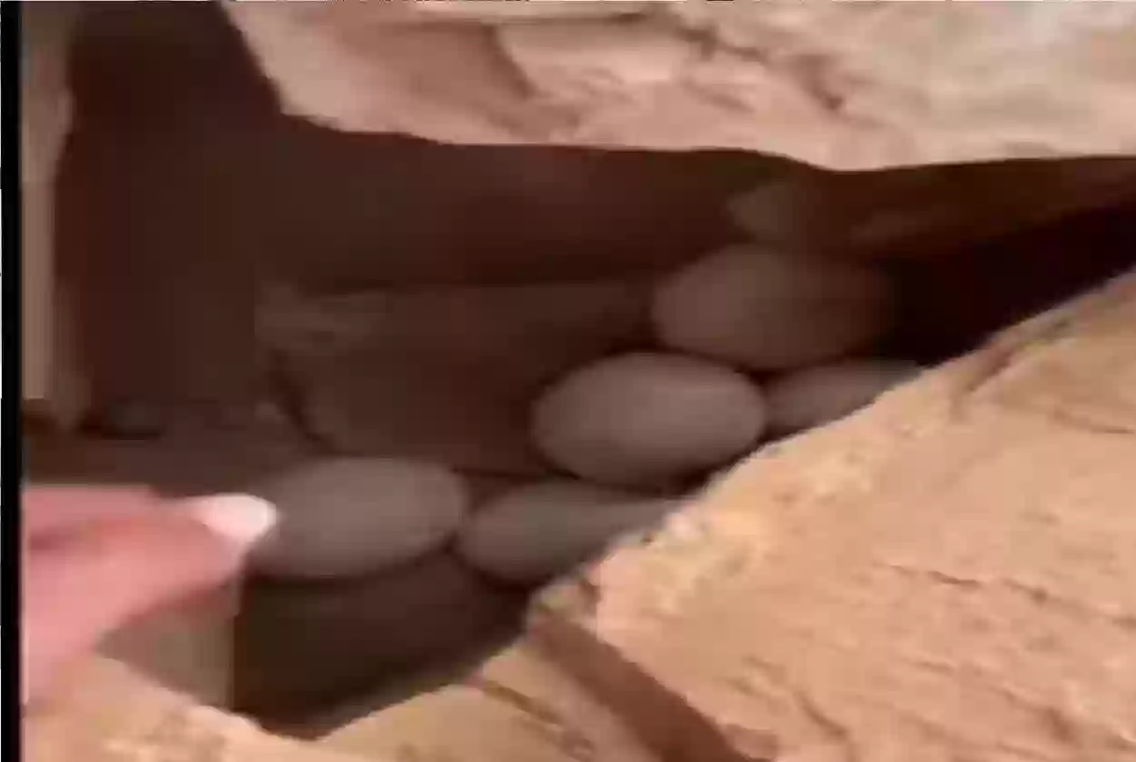 بيضة كبيرة الحجم تم العثور عليها داخل تجويف صخري